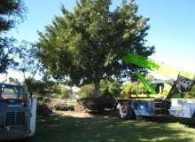 Kwikfynd Tree Management Services
mountrankin
